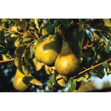 PÄRONTRÄD ESPERENS HERRE 125-200CM MED UPPBINDNINGSKIT   