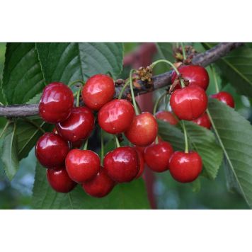 KÖRSBÄRSTRÄD GÅRDEBO 125-200CM 