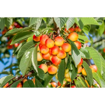 KÖRSBÄRSTRÄD HEIDI 125-200CM MED UPPBINDNINGSKIT 