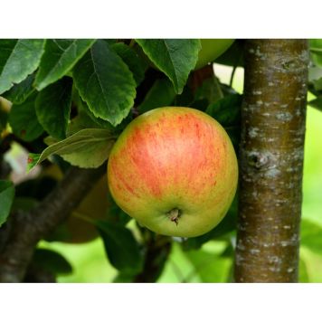 ÄPPELTRÄD GYLLENKROK 125-200CM MED UPPBINDNINGSKIT  