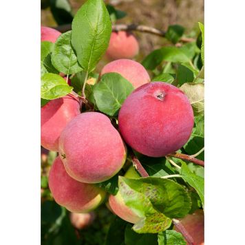 ÄPPELTRÄD RÖD MELBA 125-200CM MED UPPBINDNINGSKIT  