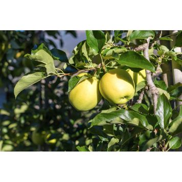 ÄPPELTRÄD SILVA 125-200CM MED UPPBINDNINGSKIT    