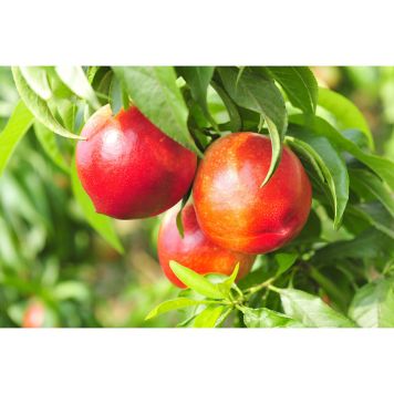 NEKTARINTRÄD MADAME BLANCHET 80-120CM 