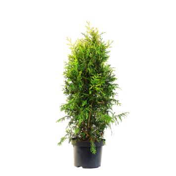 HÄCK THUJA SMARAGD 80-100CM KRUKODLAD
