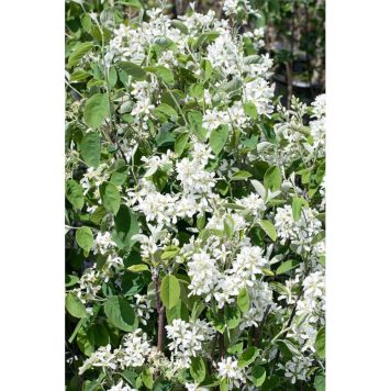 HÄCK BÄRHÄGGMISPEL 20-40CM 20-PACK KRUKODLAD 