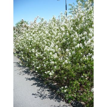 HÄCK HÄGGMISPEL FK FALUN 20-40CM 100-PACK KRUKODLAD  