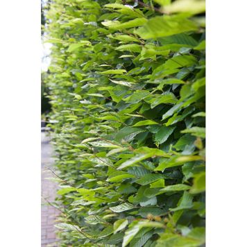 HÄCK AVENBOK 20-40CM 20-PACK KRUKODLAD  