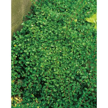 HÄCK SMÅBLADIG KRYPOXBÄR EICHHOLZ 10-20CM 100-PACK KRUKODLAD