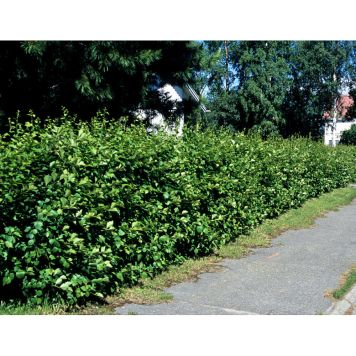 HÄCK HÄCKHAGTORN UPPSALA 20-40CM 100-PACK KRUKODLAD 