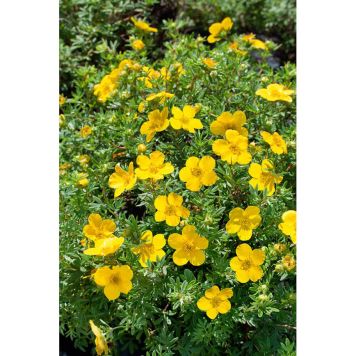 HÄCK TRÄDGÅRDSTOK GOLDFINGER 20-40CM 100-PACK KRUKODLAD