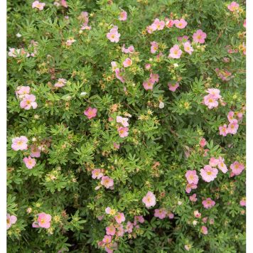 HÄCK TRÄDGÅRDSTOK PINK BEAUTY 15-30CM 20-PACK KRUKODLAD