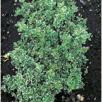 HÄCK KLÄTTERBENVED EMERALD GAIETY 15-30CM 20-PACK KRUKODLAD