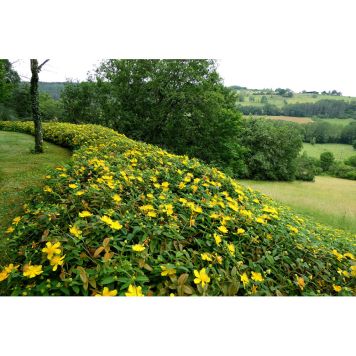 HÄCK PRAKTHYPERIKUM 15-30CM 20-PACK KRUKODLAD  