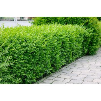 HÄCK VINTERLIGUSTER ATROVIRENS 20-40CM 20-PACK KRUKODLAD