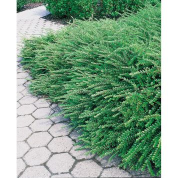 HÄCK MYRTENTRY MAIGRÜN 15-30CM 100-PACK KRUKODLAD  