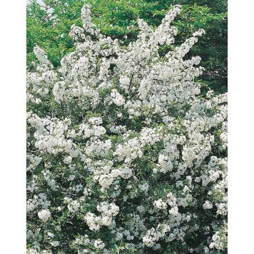 HÄCK BUKETTAPEL 20-40CM 20-PACK KRUKODLAD 