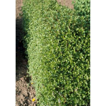 HÄCK MÅBÄR SCHMIDT 20-40CM 20-PACK KRUKODLAD 