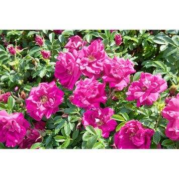 HÄCK RUGOSA ROS HANSA 20-40CM 20-PACK KRUKODLAD