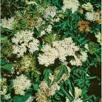 HÄCK FLÄDER SAMBUCUS 20-40CM 20-PACK KRUKODLAD 