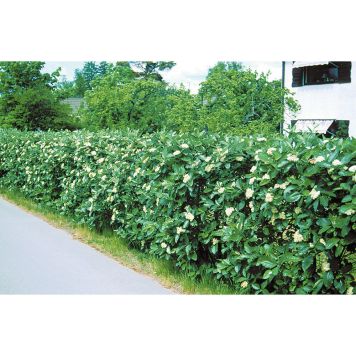 HÄCK OXEL E 20-40CM 100-PACK KRUKODLAD  