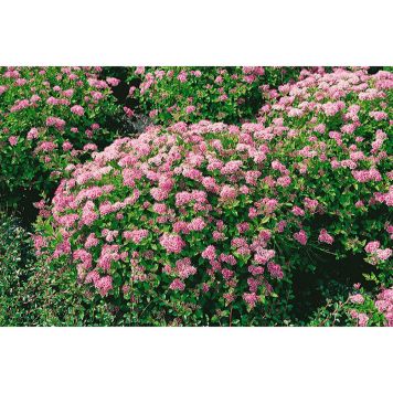HÄCK PRAKTSPIREA LITTLE PRINCESS 20-40CM 20-PACK KRUKODLAD 