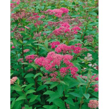 HÄCK PRAKTSPIREA SAPHO 10-20CM 20-PACK KRUKODLAD 