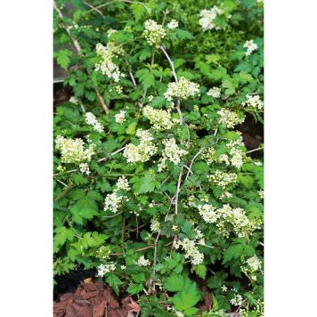 HÄCK LITEN STEFANANDRA 15-30CM 100-PACK KRUKODLAD  