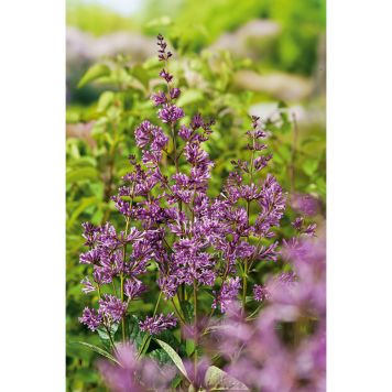 HÄCK UNGERSK SYREN ODEN E 15-30CM 100-PACK KRUKODLAD 