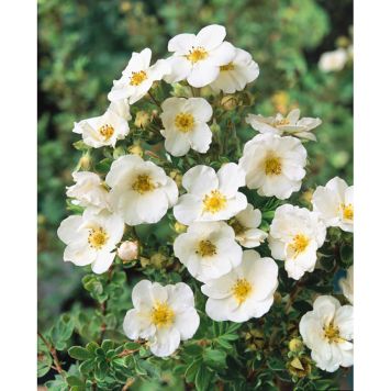 HÄCK TRÄDGÅRDSTOK SANDVED 20-40CM 20-PACK KRUKODLAD  