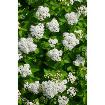 HÄCK BJÖRKSPIREA TOR E 10-20CM 20-PACK KRUKODLAD 