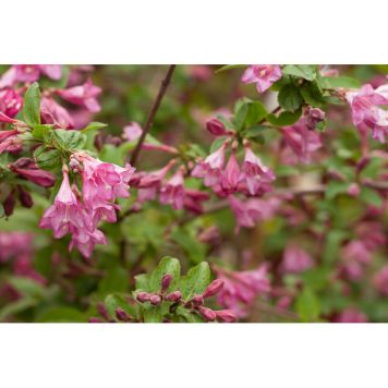 HÄCK ROSENPRAKTTRY KOREA E 20-40CM 100-PACK KRUKODLAD   