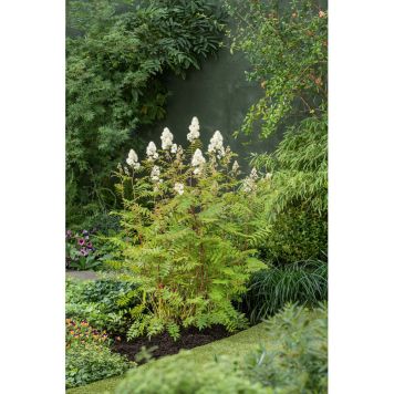 HÄCK LITEN RÖNNSPIREA MAIA E 20-40CM 10-PACK KRUKODLAD  