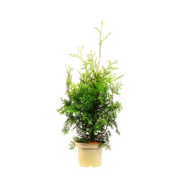 HÄCK THUJA BRABANT 80-100CM KRUKODLAD