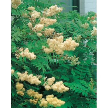 BUSKE RÖNNSPIREA VIT 30-60CM KRUKODLAD