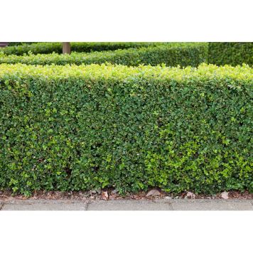 HÄCK BUXBOM 15-20CM 100-PACK KRUKODLAD