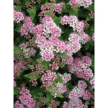 HÄCK DVÄRGPRAKTSPIREA 10-20CM 10-PACK KRUKODLAD