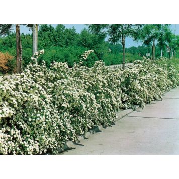 HÄCK BUKETTSPIREA 20-40CM 10-PACK KRUKODLAD