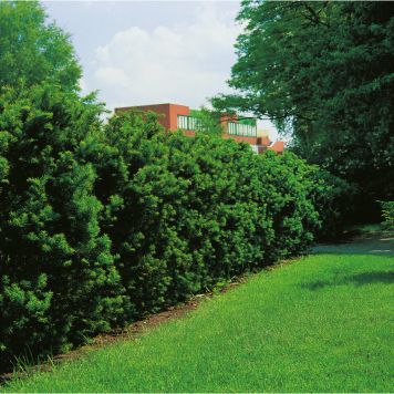 HÄCK IDEGRAN 20-30CM 100-PACK KRUKODLAD