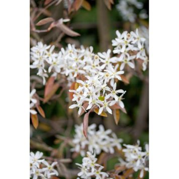 HÄCK HÄGGMISPEL FALUN 20-40CM 10-PACK KRUKODLAD