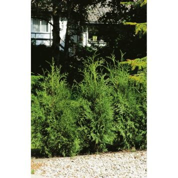 HÄCK THUJA BRABANT 100-125CM 10-PACK KRUKODLAD