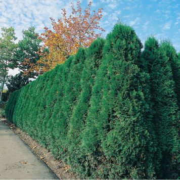 HÄCK THUJA SMARAGD 40-60CM 10-PACK KRUKODLAD