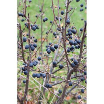 HÄCK HÄCKOXBÄR 20-40CM 10-PACK KRUKODLAD