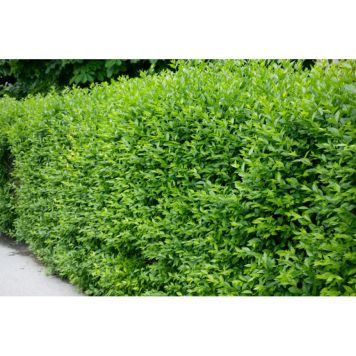 HÄCK VINTERLIGUSTER ATROVIRENS VINTERGRÖN 20-40CM 10-PACK KRUKODLAD