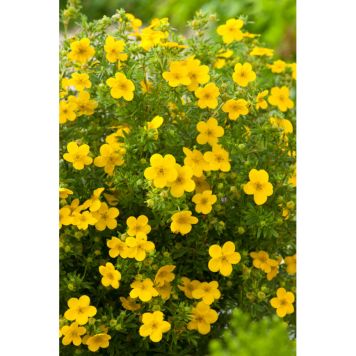 HÄCK ÖLANDSTOK GUL 20-40CM 10-PACK KRUKODLAD