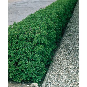 HÄCK MÅBÄR 20-40CM 10-PACK KRUKODLAD