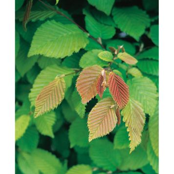 HÄCK AVENBOK 20-40CM 10-PACK KRUKODLAD