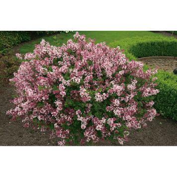 BUSKE DVÄRGSYRÉN VIOLETT 30-40 CM KRUKODLAD