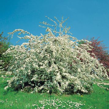 BUSKE BUKETTAPEL VIT 60-80 CM KRUKODLAD