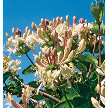 KLÄTTERVÄXT KAPRIFOL GUL KRUKODLAD