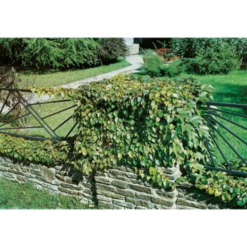 KLÄTTERVÄXT RÅDHUSVIN 50-80 CM KRUKODLAD